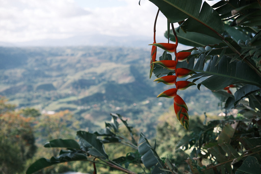 COLOMBIA - CATURRA, COLOMBIA, CASTILLO - COD315 BY ARLEY DELGADO AND YUDY GUACA