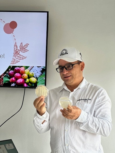 VARIEDAD BOURBON AMARILLO by Wilton Benitez