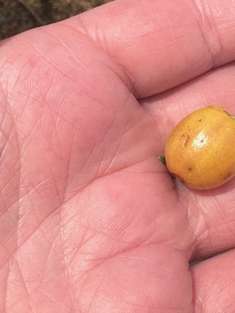 VARIEDAD BOURBON AMARILLO by Wilton Benitez