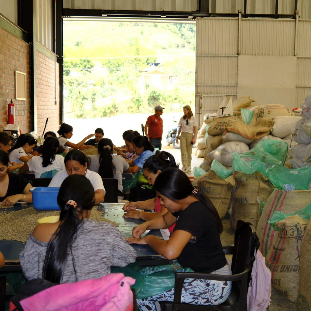 ilse and wilton benitez at the manual coffee sorting