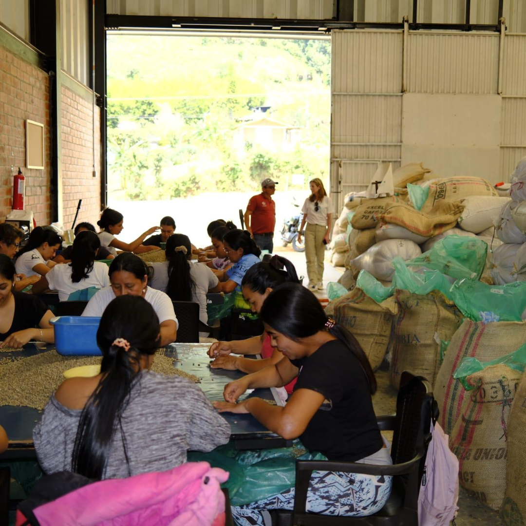 ilse and wilton benitez at the manual coffee sorting